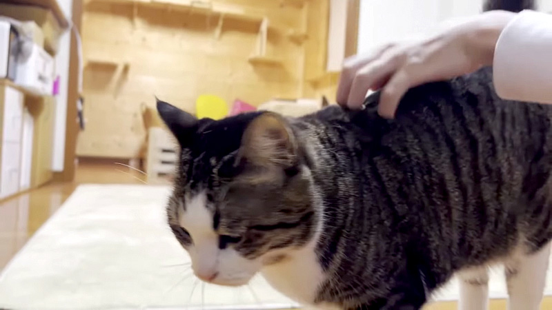 撫でられる猫