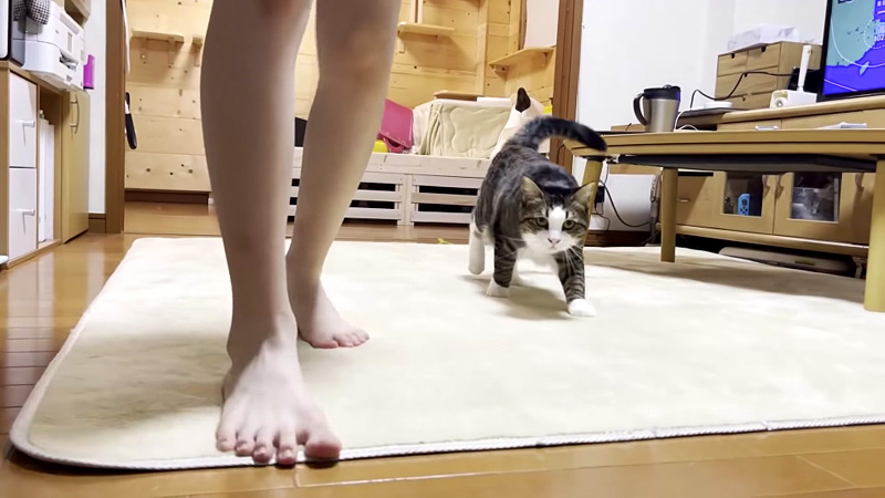 後を追う猫