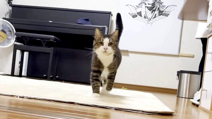 飛んでくる猫