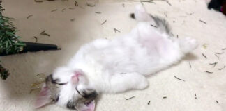 眠る子猫
