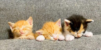 ソファーの隙間で眠る子猫達