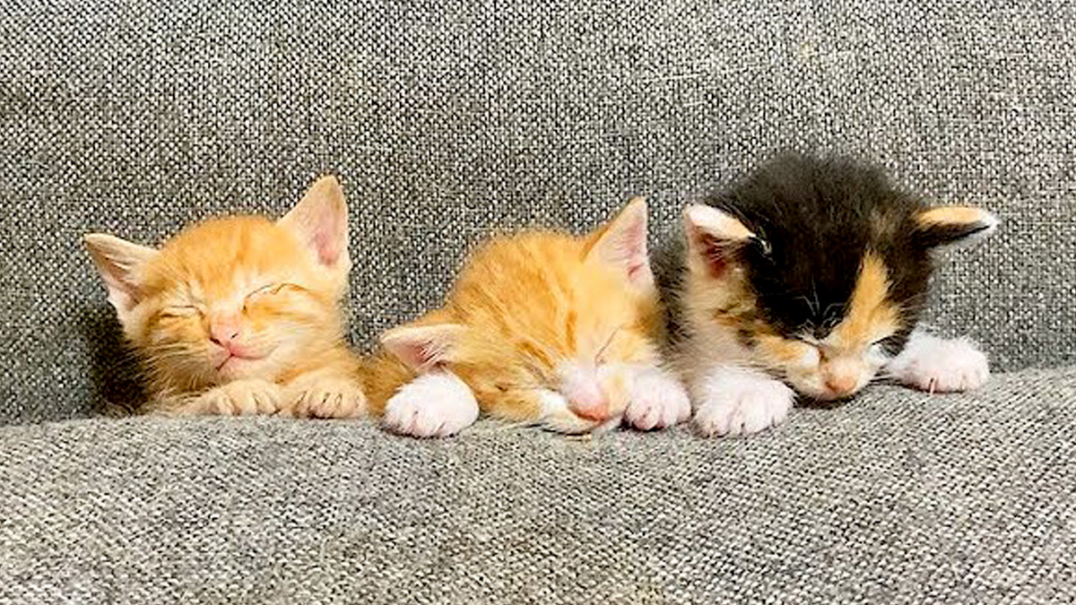 ソファーの隙間で眠る子猫達