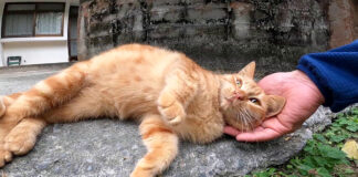 甘える猫