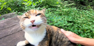 撫でられる猫