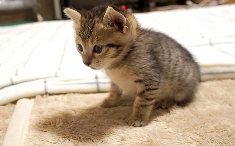動けなくなる子猫