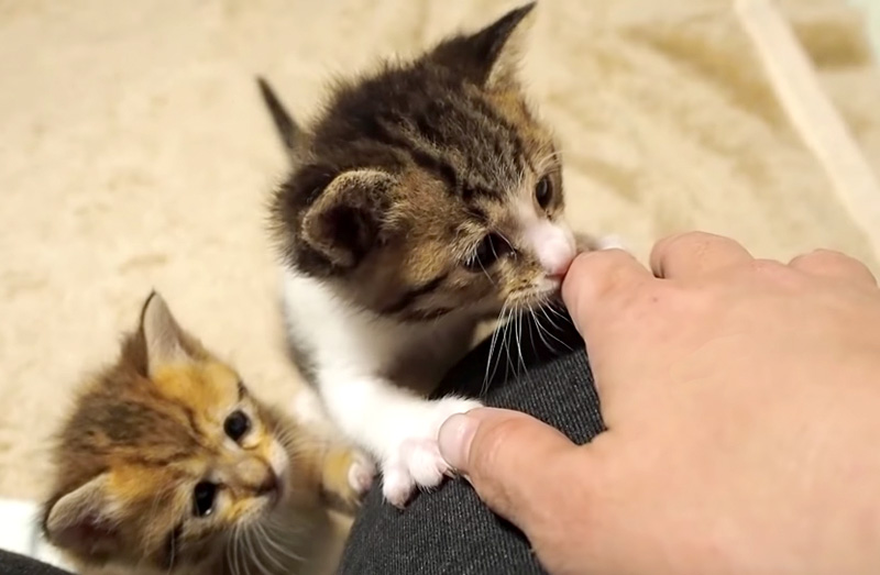 遊びたい子猫