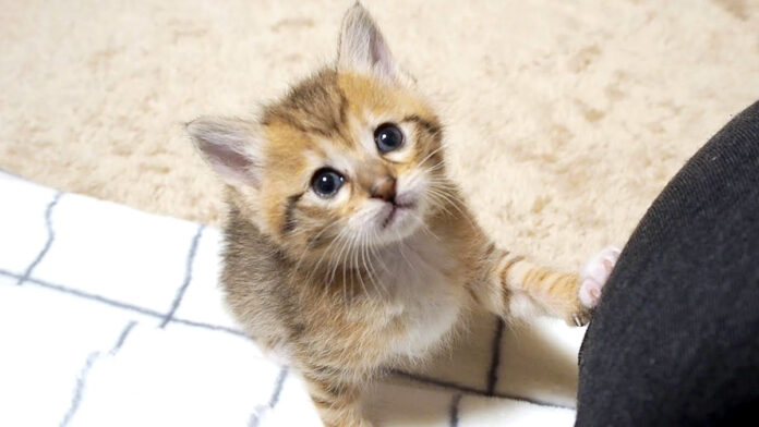 遊びたい子猫