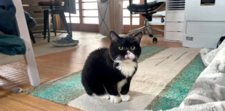 鳴く猫