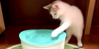 水飲み子猫