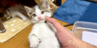 持たれる子猫
