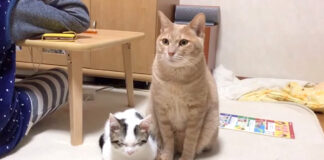 猫に寄り添う子猫