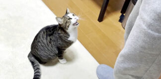 鳴く猫
