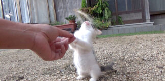 立ち上がる子猫