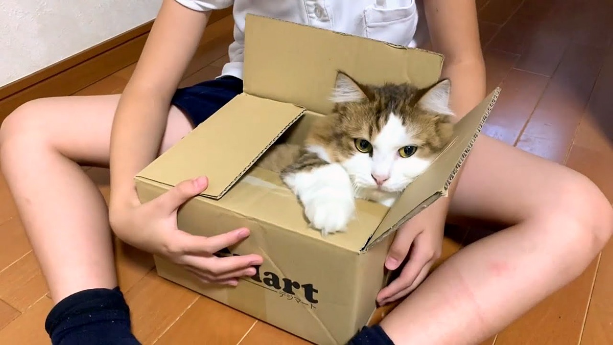 箱好きの猫