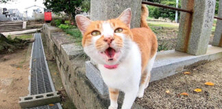 お寺で出会った猫