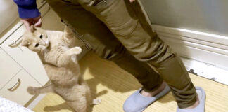 お父さんに甘える猫