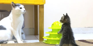 猫と子猫の初対面