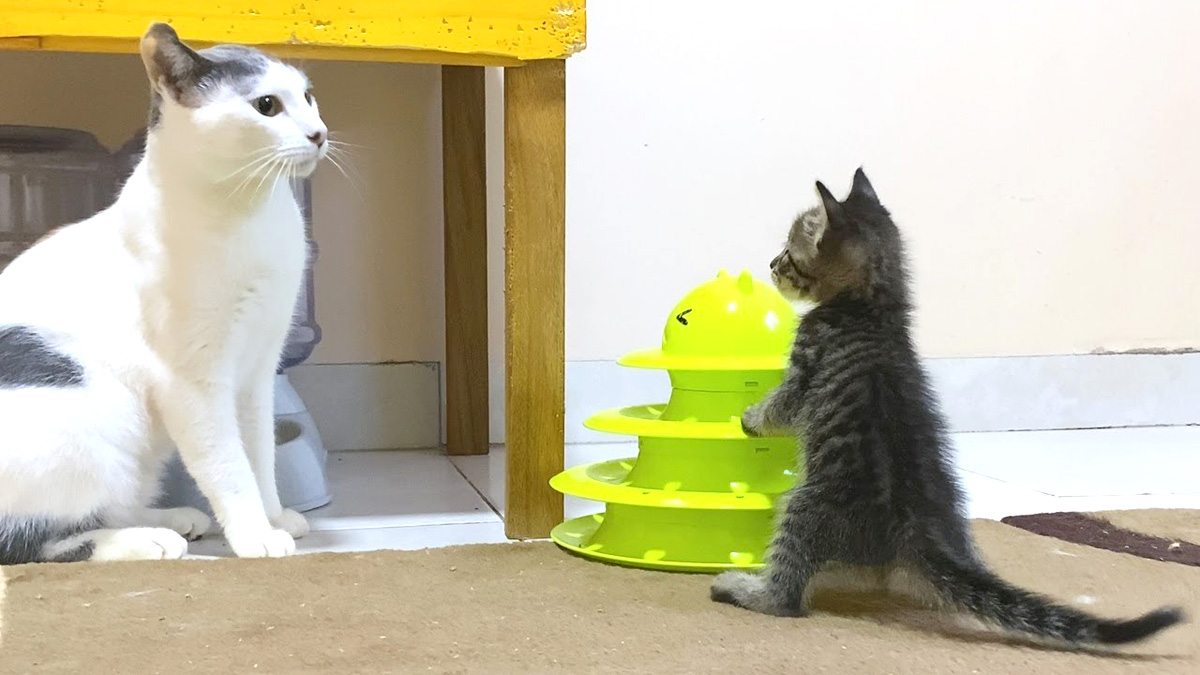 猫と子猫の初対面