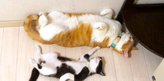 仲良しな猫達