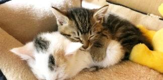 一緒に眠る子猫達
