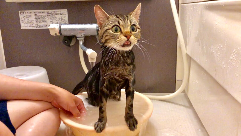 おまとめ中　　　　　　　　　　ジャンピング猫　ブルー系　スイチカ アートヤーン(234) 約52g おまとめ中 ジャンピング猫 ブルー系 スイチカ