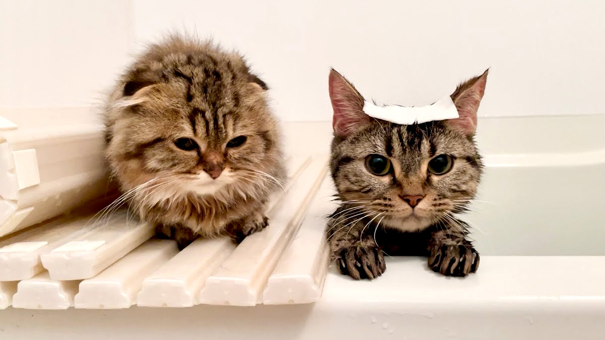 お風呂に入る猫達