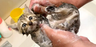 シャンプーする子猫