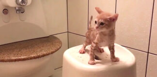 シャンプーする子猫