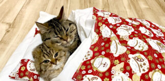 布団で眠る猫達