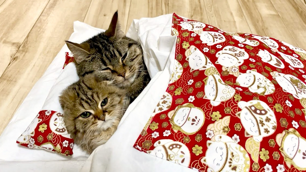 布団で眠る猫達