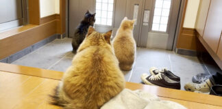 玄関で待つ猫達