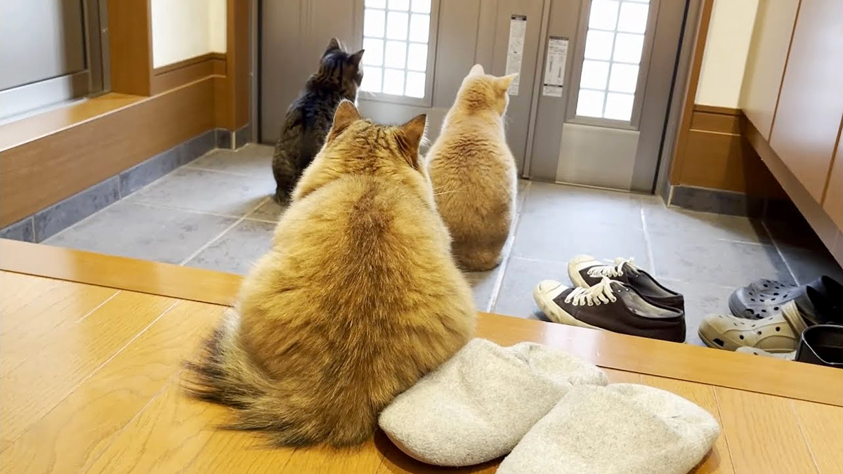 玄関で待つ猫達