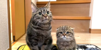 玄関で待っている猫達