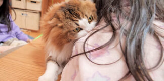 ガブッとする猫