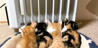 ヒーターで暖まる子猫達