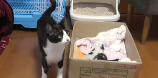 引っ越しができない母猫