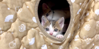 コタツ好きの子猫