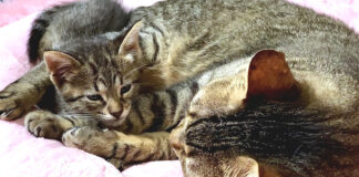 寄り添う猫達