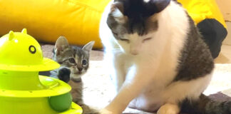 先住猫に心を開いた子猫
