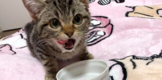 ミルクが大好きな子猫