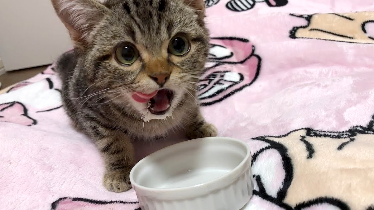 ミルクが大好きな子猫