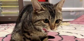 ミルクを飲む猫