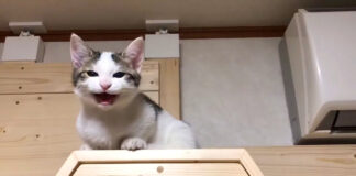 鳴く子猫