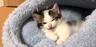 話し掛けてくる子猫
