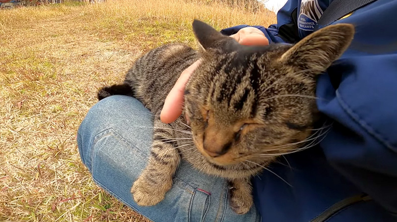 ゴロゴロ言いながらモフモフされにやって来た野良猫 膝の上で大音量で喉を鳴らし続ける エウレカねこ部