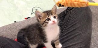オモチャを見つめる猫