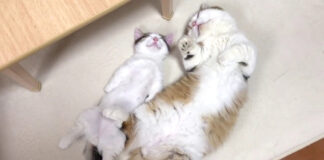一緒に眠る猫の親子