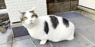 散歩に出た猫