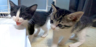 元気な子猫達