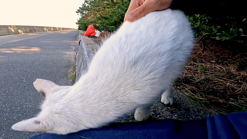 茂みからよく喋る野良猫が出てきたので撫でてみると 夢中でゴロゴロ言いながら喜んだ エウレカねこ部